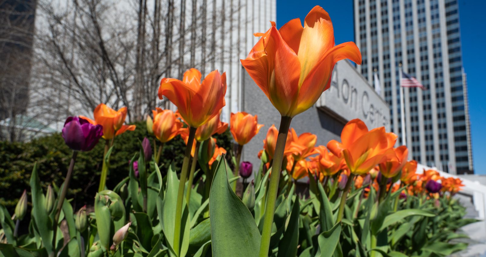 27 Things To Do In Chicago This Weekend 2026