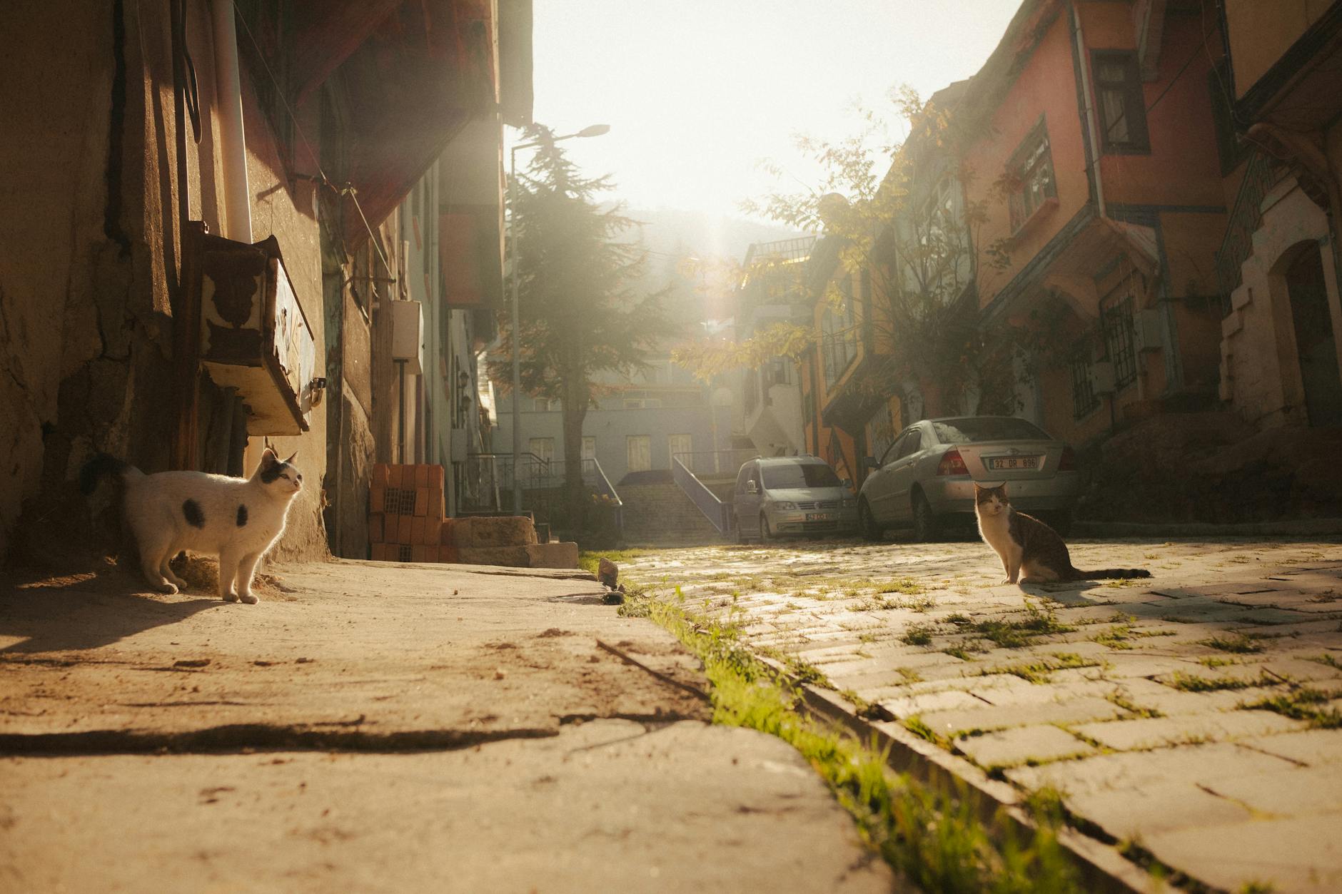 Chicago Confirms First Rabies-Positive Dog in Decades, 13 People Exposed